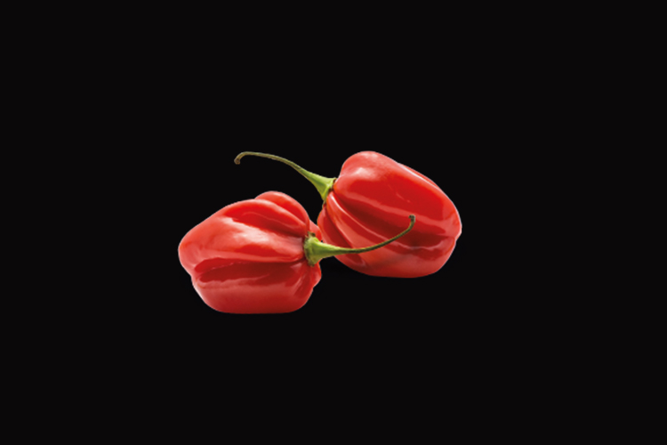 Habaneros Chilischoten